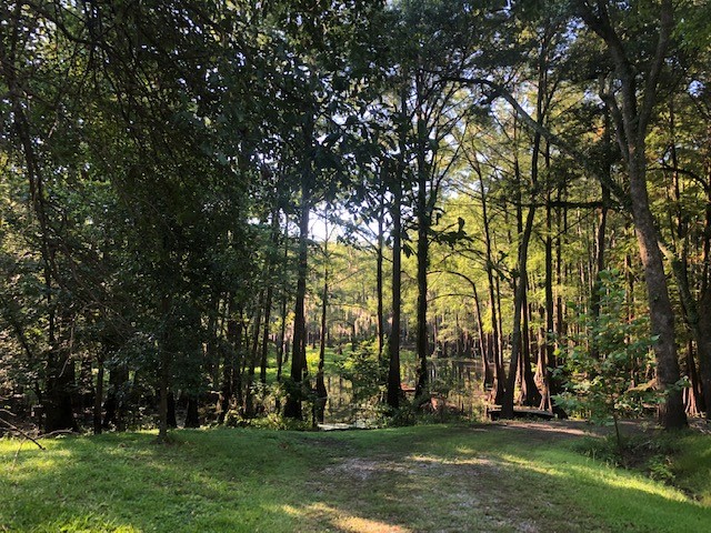 Cypress on Gaskins